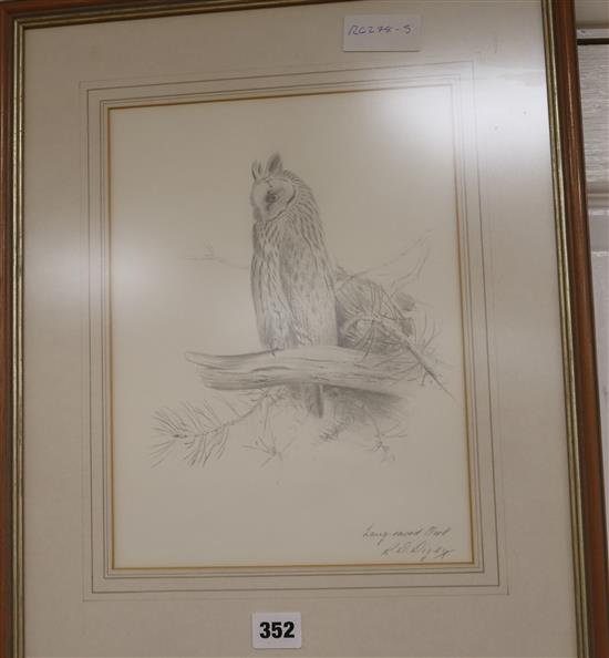 Ronald David Digby, pencil sketch, Long-eared owl 30.5 x 22.5cm